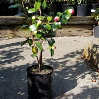 Planter Bags (PBS)/Sprayguards 260X260X500-150 BLACK PB60 - Flexoplas